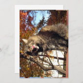 Niedlich Funny Maine Coon Kitty Köstlich (Vorne/Hinten)