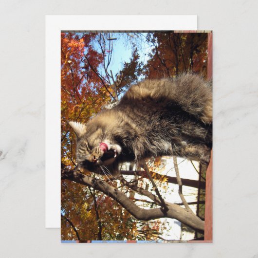 Niedlich Funny Maine Coon Kitty Köstlich (Vorne/Hinten)