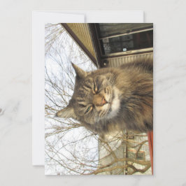 Niedlich Funny Maine Coon Kitty So glücklich