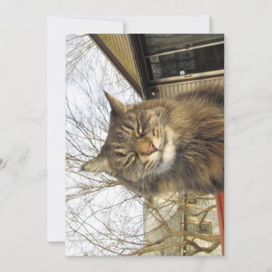 Niedlich Funny Maine Coon Kitty So glücklich (Vorderseite)