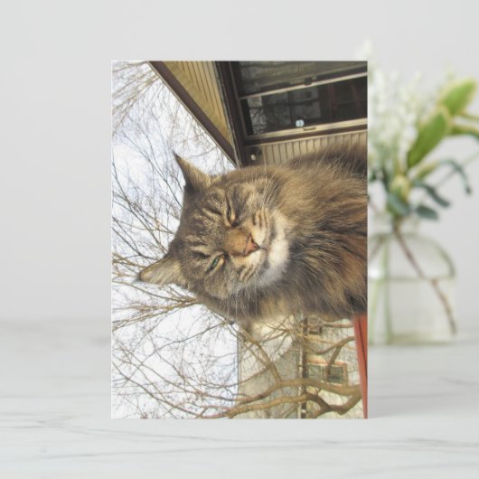 Niedlich Funny Maine Coon Kitty So glücklich (Stehend Vorderseite)