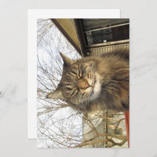 Niedlich Funny Maine Coon Kitty So glücklich (Vorne/Hinten)