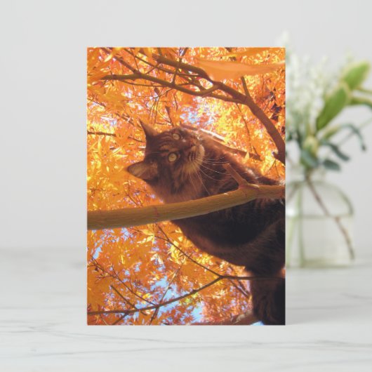 Niedlich Funny Maine Coon Kitty Tree Climber (Stehend Vorderseite)