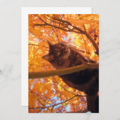 Niedlich Funny Maine Coon Kitty Tree Climber (Vorne/Hinten)