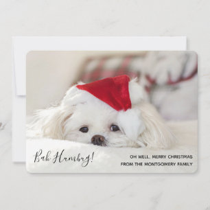 Niedlich Funny White Dog Christmas Bah Humbug Feiertagskarte