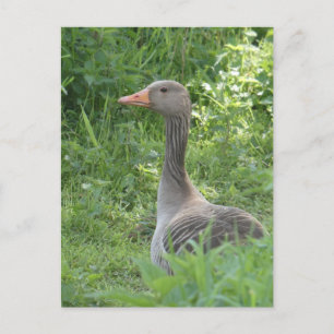 Niedlich Gänse Nahe DIREKT Postkarte