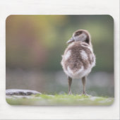 Niedlich Gänseküken Foto Mouse Pad Mousepad (Vorne)