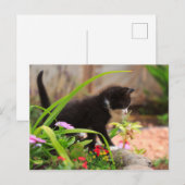 Niedlich Garden Kitten Postkarte (Vorne/Hinten)