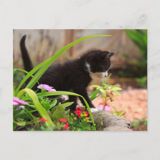 Niedlich Garden Kitten Postkarte (Vorderseite)