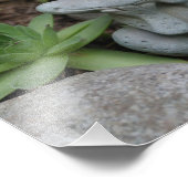 Niedlich Gartenfrosch Sukkulentgarten 8x10 Fotodruck (Ecke)