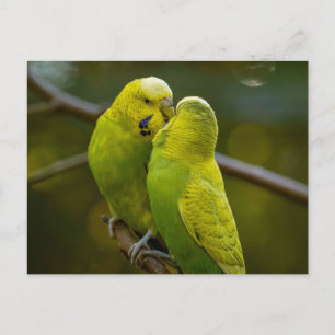 Niedlich-Gelbe Budgie-Vögel auf einer Baumzweigung Postkarte