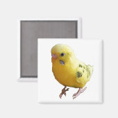 Niedlich-Gelbes Parakeet Freundliches Pet Bird Fot Magnet (Vorderseite/Rückseite)