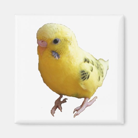 Niedlich-Gelbes Parakeet Freundliches Pet Bird Fot Magnet (Vorne)