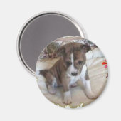 Niedlich genug Basenji Pup Magnet (Vorderseite/Rückseite)