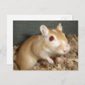 Niedlich Gerbil Postkarte (Vorne/Hinten)