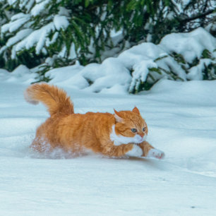 Niedlich Ginger Cat Calendar 2023 Kalender