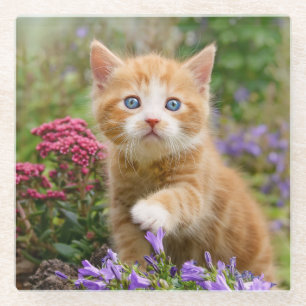 Niedlich Ginger Cat Kitten - Garden Funny Foto - Glasuntersetzer