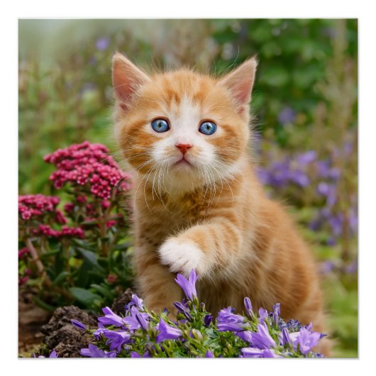 Niedlich Ginger Cat Kitten im Garden Foto Portrait Poster (Vorderseite)