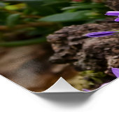 Niedlich Ginger Cat Kitten im Garden Foto Portrait Poster (Ecke)