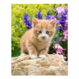 Niedlich Ginger Cat Kitten in einem Blumengarten - Fotodruck