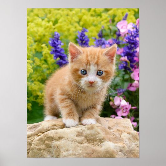 Niedlich Ginger Cat Kitten in Flower Garden Pet Fo Poster (Vorne)