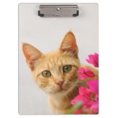 Niedlich Ginger Cat Kitten Watching - Personalisie Klemmbrett (Vorderseite)