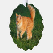 Niedlich Ginger Kitten Foto Ornament Karte (Links)