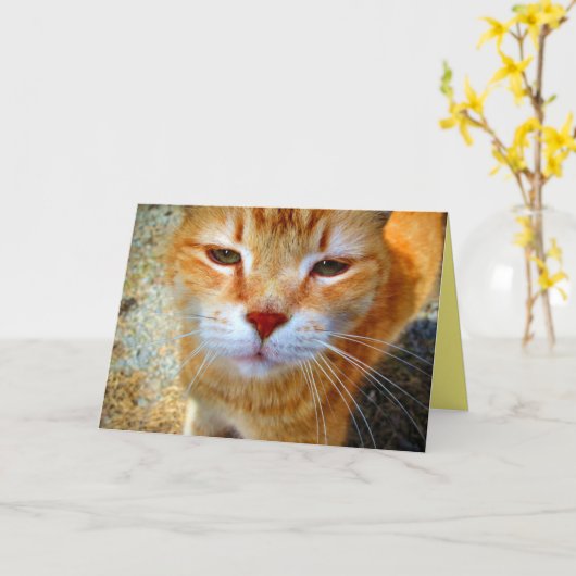 Niedlich Ginger Kitty Friendly Little Cat Karte (Gelbe Blume)