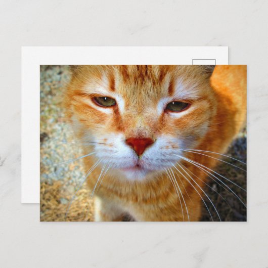 Niedlich Ginger Kitty Friendly Little Cat Postkarte (Vorne/Hinten)