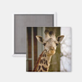 Niedlich Giraffe Foto Magnet (Vorderseite/Rückseite)
