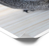 Niedlich, glatt, Sliver Agouti Guinea Schwein und Poster (Ecke)