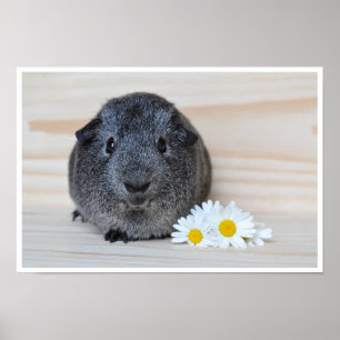Niedlich, glatt, Sliver Agouti Guinea Schwein und  Poster
