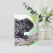 Niedlich Goeldi Postkarte (Stehend Vorderseite)