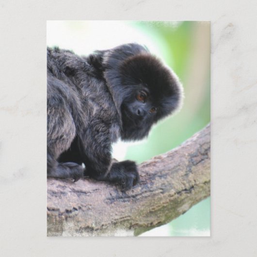 Niedlich Goeldi Postkarte (Vorderseite)