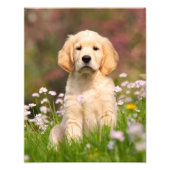 Niedlich Golden Retriever Doppy Welpe - Paperprint Fotodruck (Vorne)