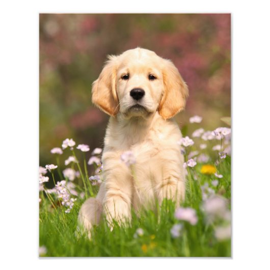 Niedlich Golden Retriever Doppy Welpe - Paperprint Fotodruck (Vorne)