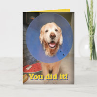 Niedlich Golden Retriever mit Cone-Cone-Gratulatio