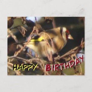Niedlich Goldfinch Nah Up Happy Birthday Postcard Postkarte