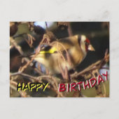 Niedlich Goldfinch Nah Up Happy Birthday Postcard Postkarte (Vorderseite)