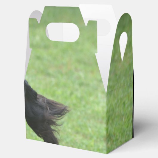 Niedlich Gordon Setter Geschenkschachtel (Geöffnet)