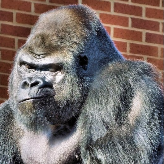 NIEDLICH GORILLA ANKÜNDIGUNG