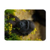 Niedlich Gorilla Baby Magnet (Horizontal)
