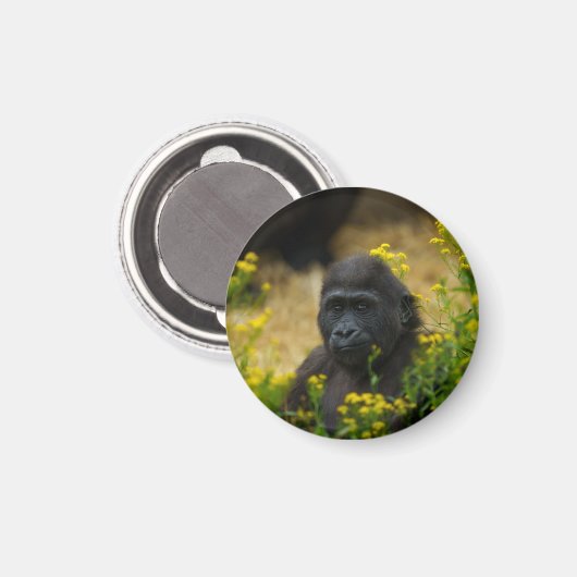 Niedlich Gorilla Baby Magnet (Vorderseite/Rückseite)