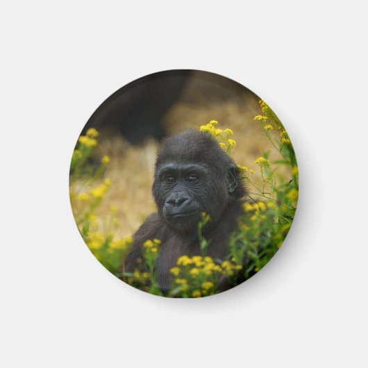 Niedlich Gorilla Baby Magnet (Vorne)
