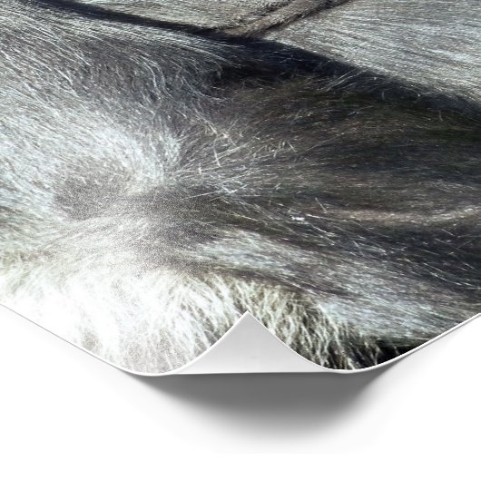 NIEDLICH GORILLA FOTODRUCK (Ecke)