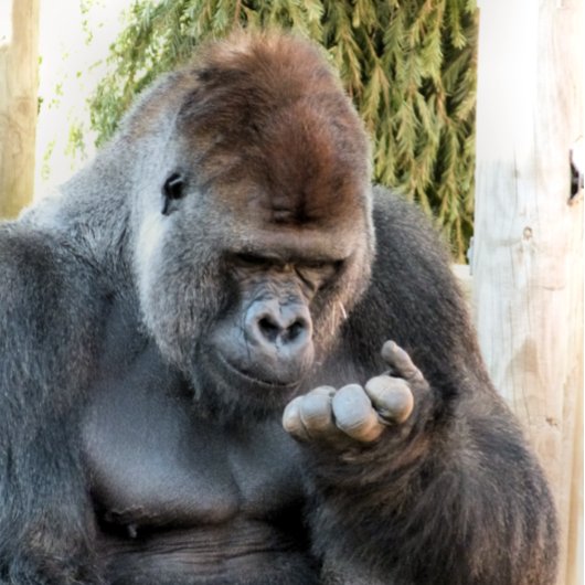 NIEDLICH GORILLA LEINWANDDRUCK