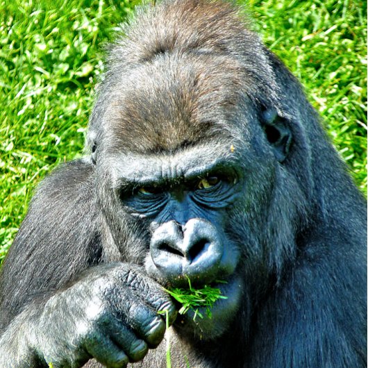 NIEDLICH GORILLA METALL BROTDOSE