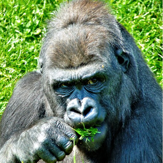 NIEDLICH GORILLA NOTIZBLOCK