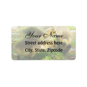 Niedlich Gosling Adressaufkleber