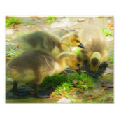 Niedlich Gosling Fotodruck (Vorne)